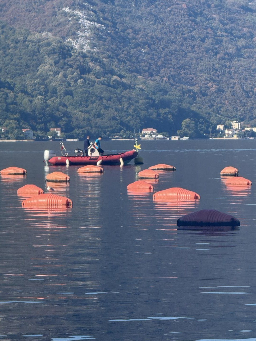 Crew in an inflatable boat laying out a line of mooring buoys in the bay